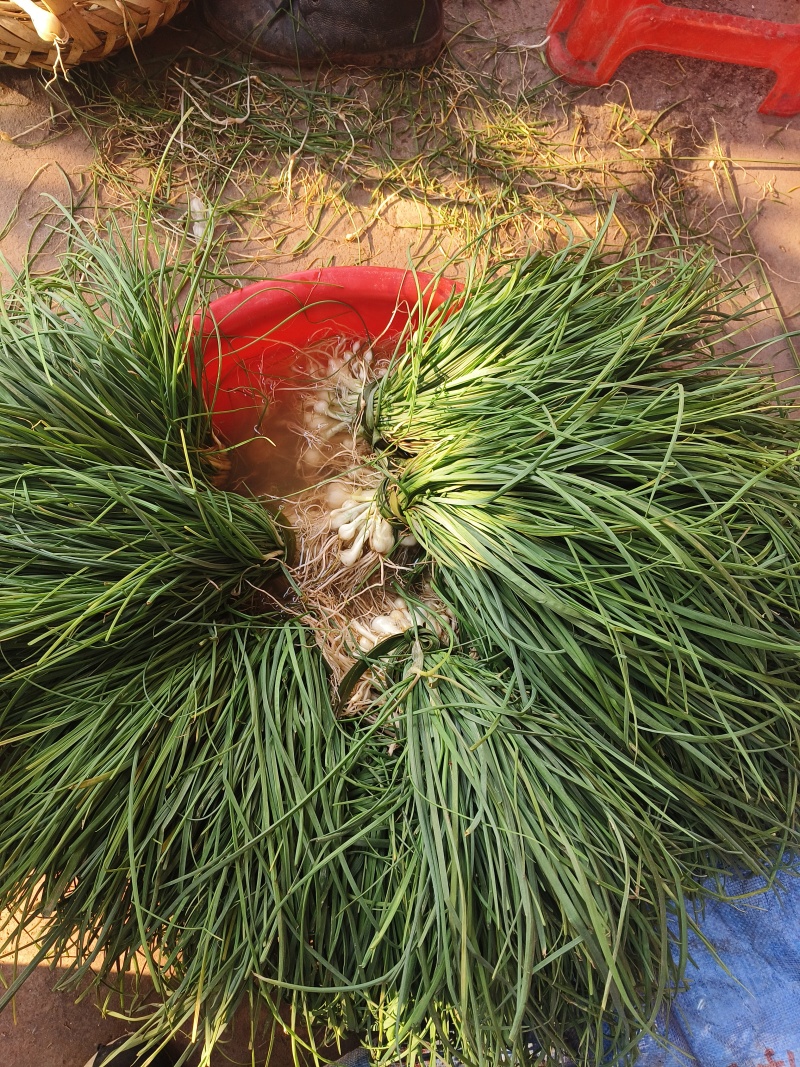 野菜，野葱，沙葱。山地纯野生的，春天的味道，大自然的恩赐
