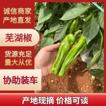 广东湛江薄皮泡椒芜湖椒泡王苏椒，新苗上市，大量供货