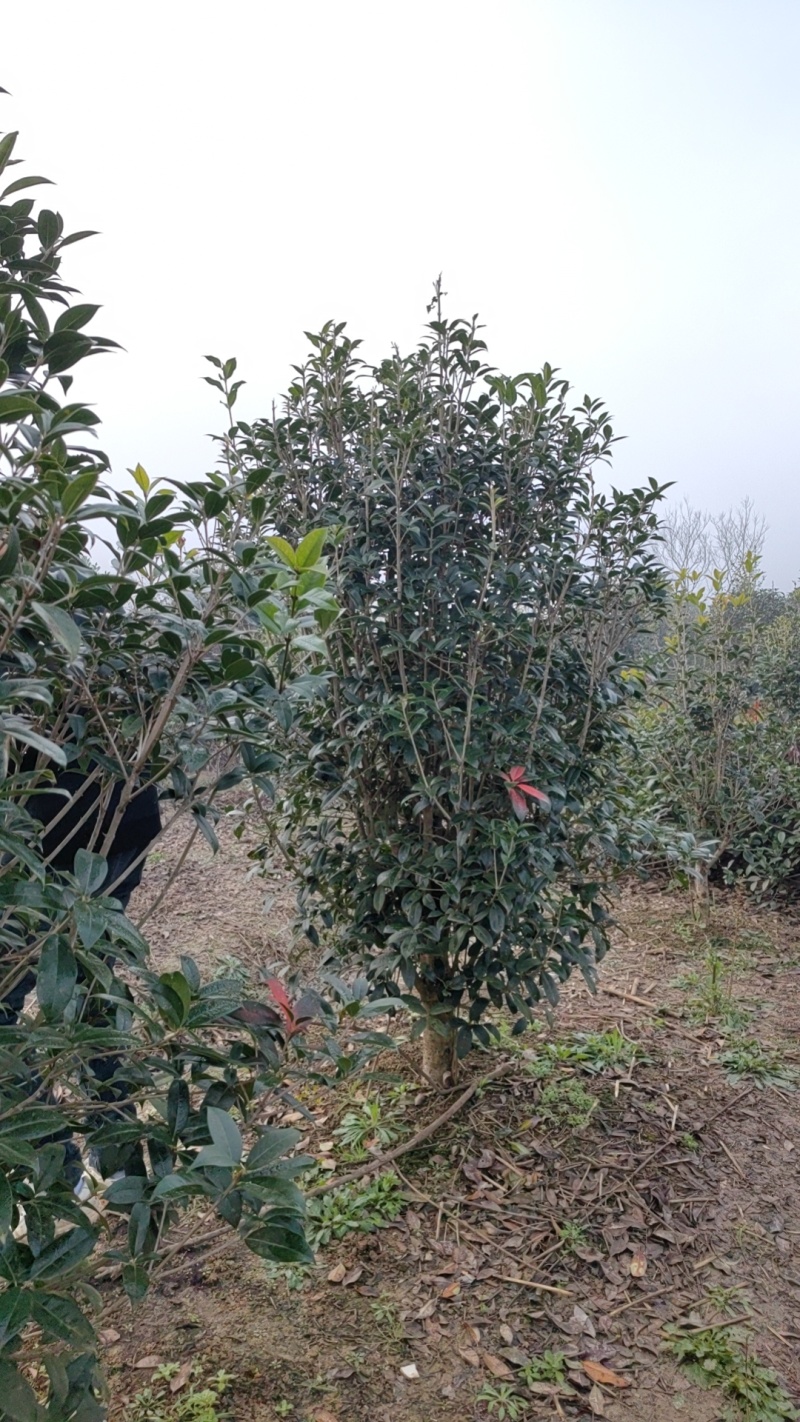 小叶金桂，桂花树，绿化各种规格都有，非常香，来自苗木之乡