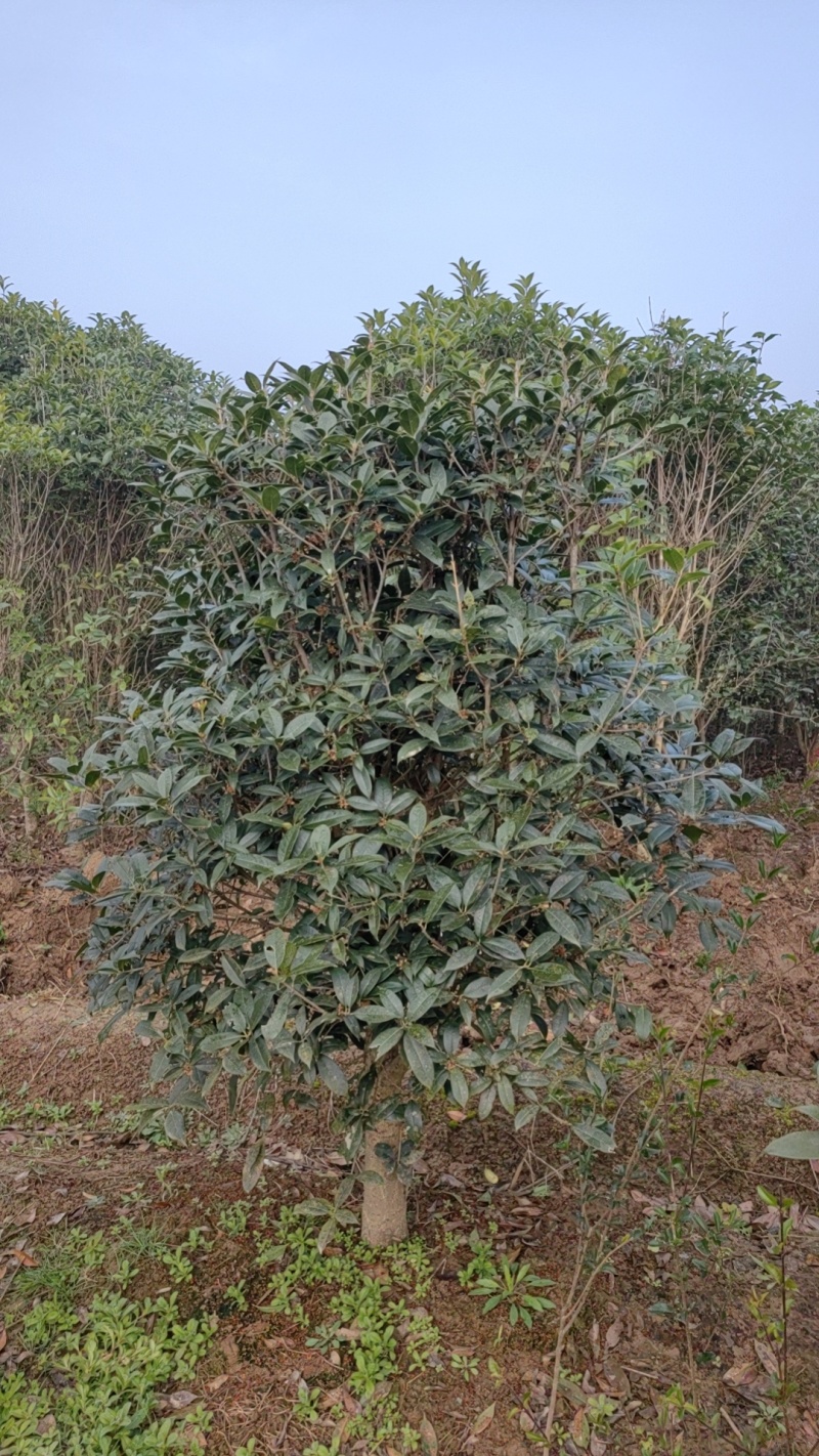 小叶金桂，桂花树，绿化各种规格都有，非常香，来自苗木之乡