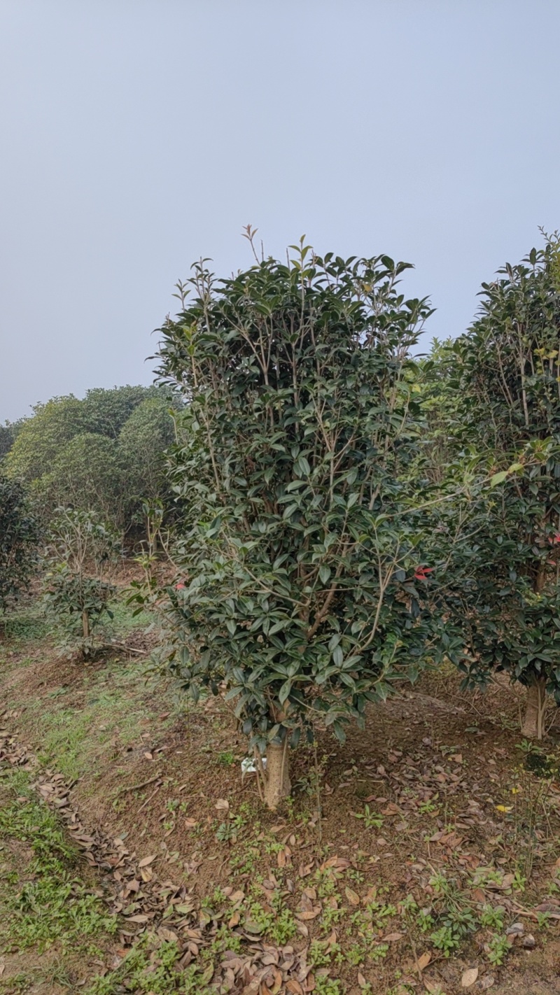 小叶金桂，桂花树，绿化各种规格都有，非常香，来自苗木之乡