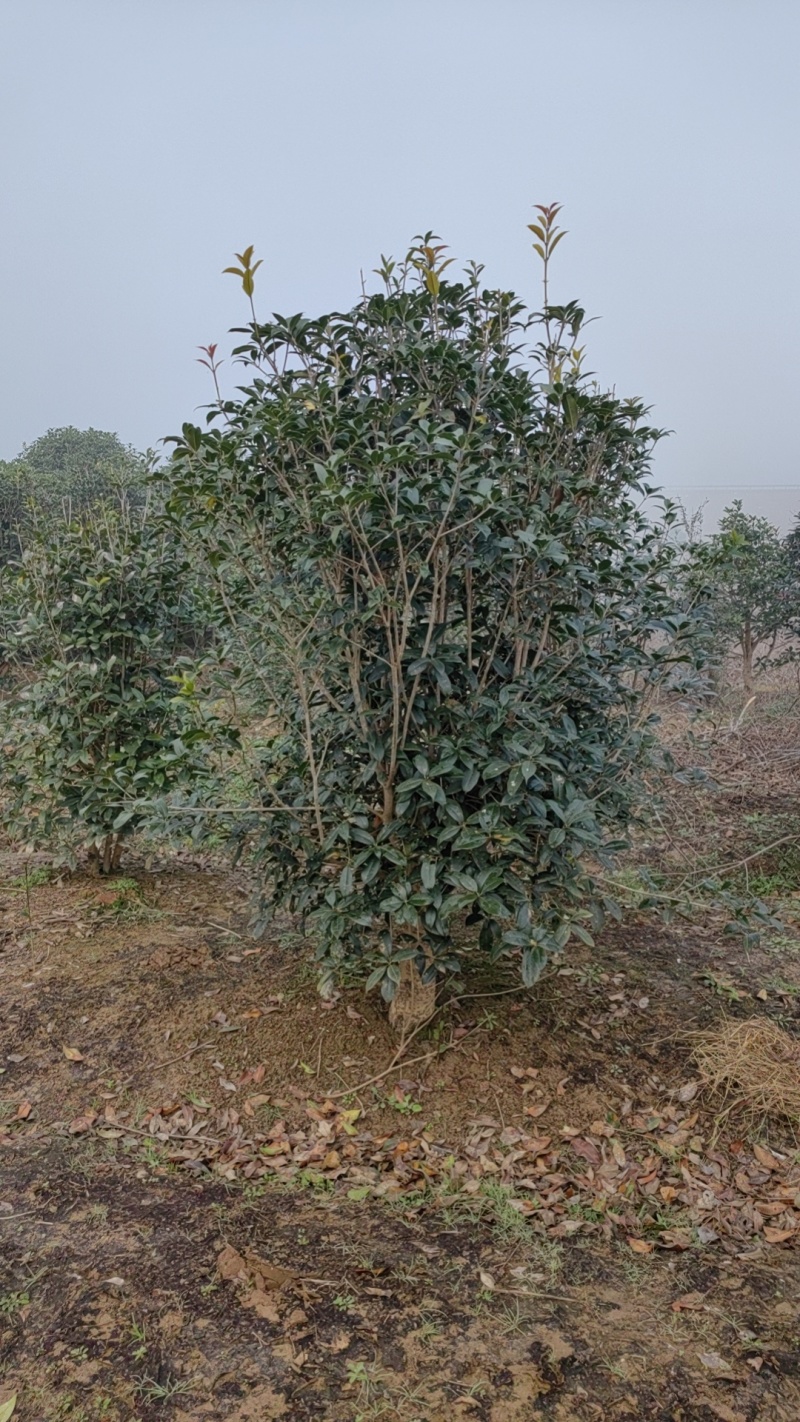 小叶金桂，桂花树，绿化各种规格都有，非常香，来自苗木之乡