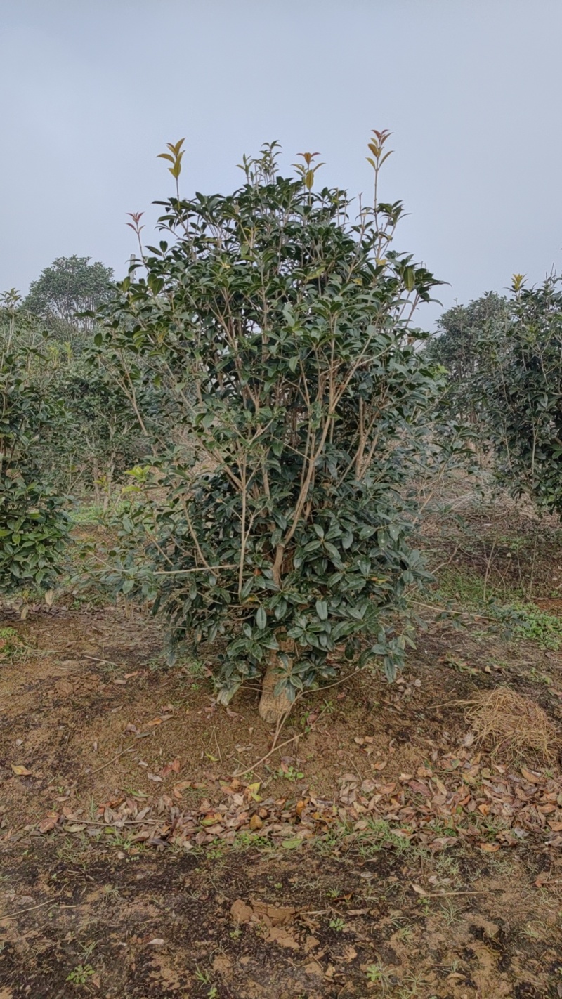 小叶金桂，桂花树，绿化各种规格都有，非常香，来自苗木之乡