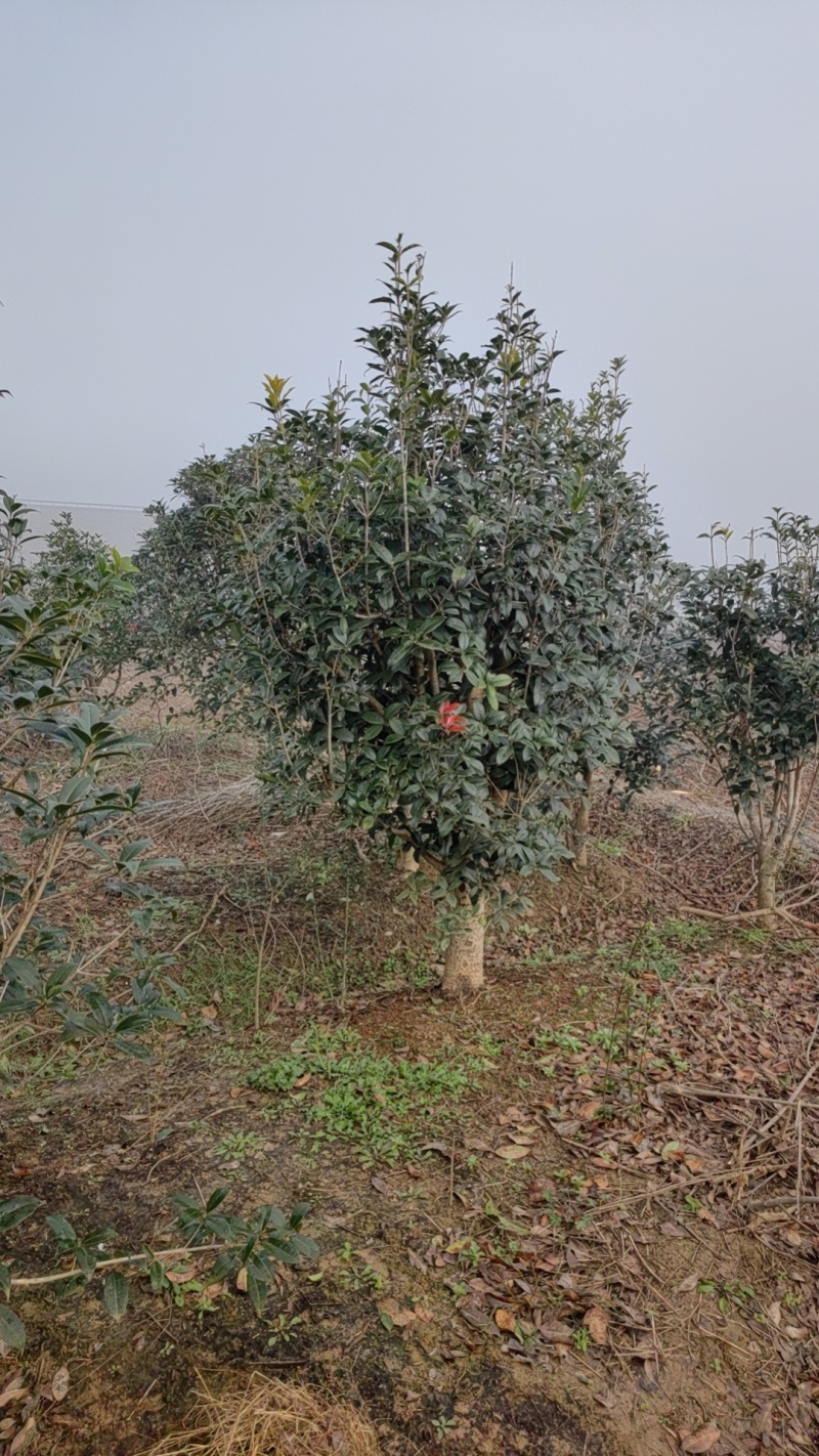 小叶金桂，桂花树，绿化各种规格都有，非常香，来自苗木之乡
