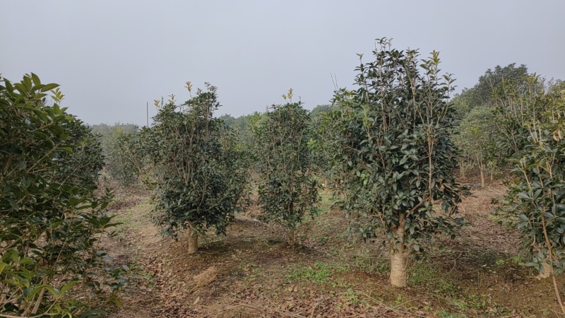 小叶金桂，桂花树，绿化各种规格都有，非常香，来自苗木之乡