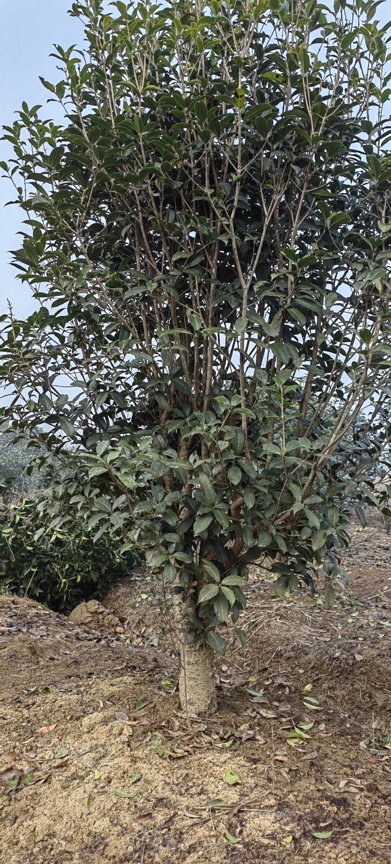 小叶金桂，桂花树，绿化各种规格都有，非常香，来自苗木之乡