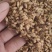 麦芽炒麦芽大麦芽批发各种中药材量大从优焦三仙