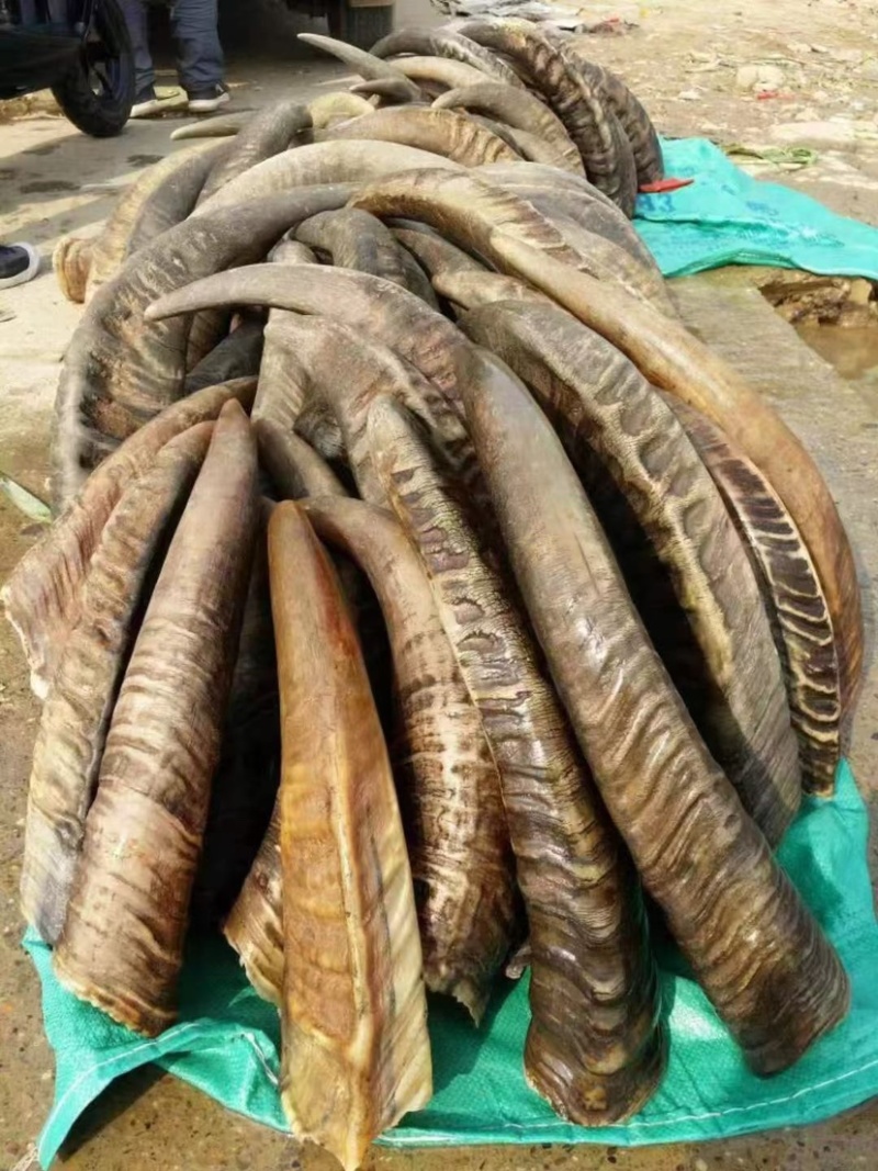 白水牛角黑水牛角对角单个2.5公斤以上无虫无氧化