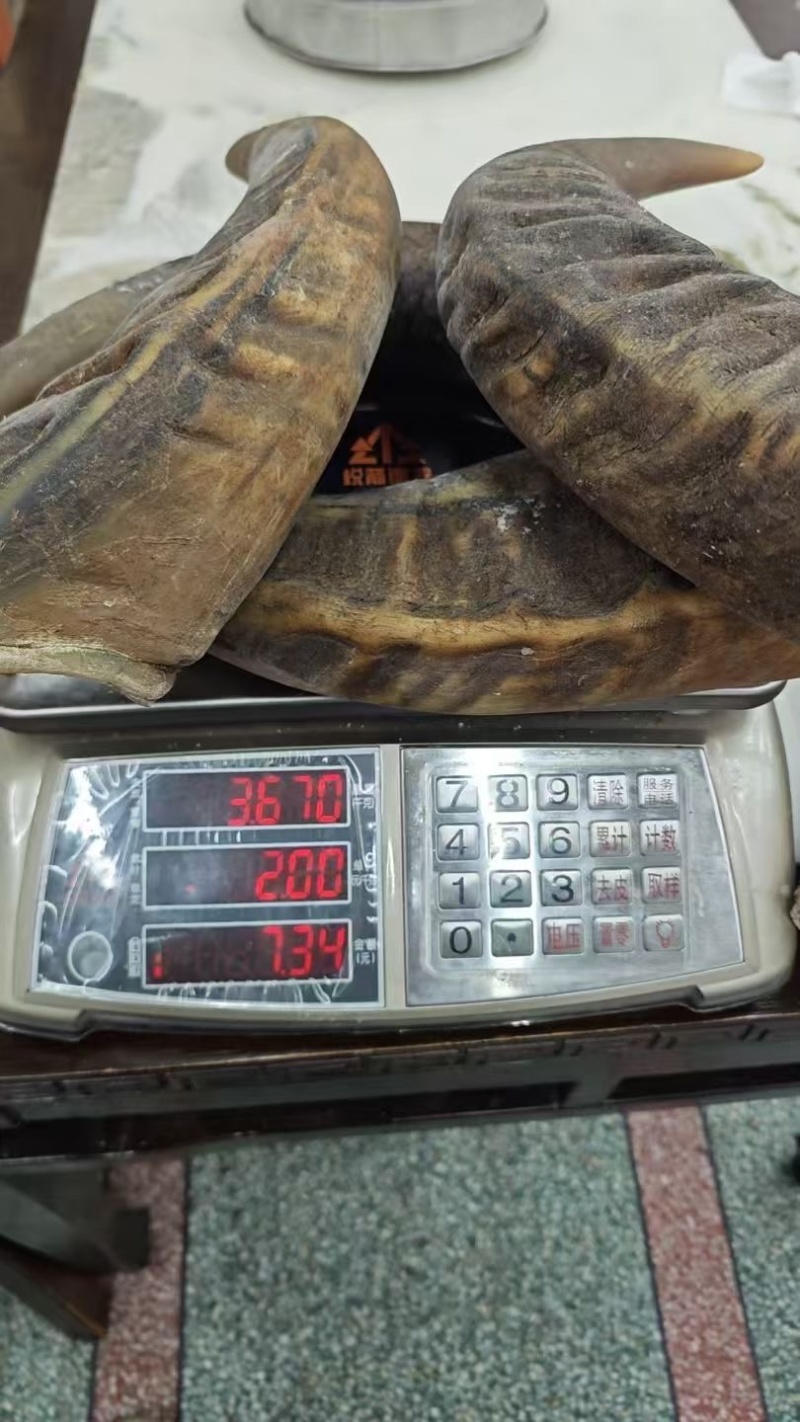 白水牛角黑水牛角对角单个2.5公斤以上无虫无氧化