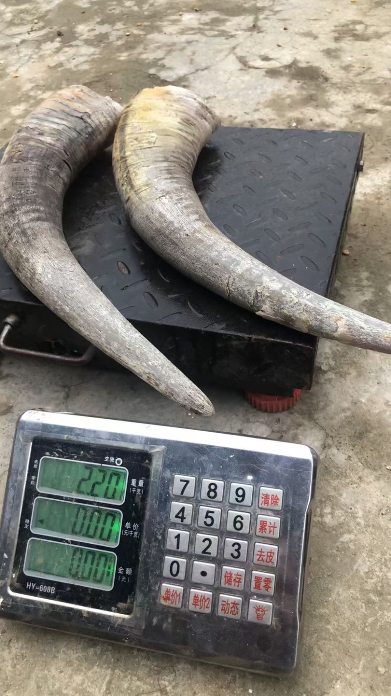 白水牛角黑水牛角对角单个2.5公斤以上无虫无氧化