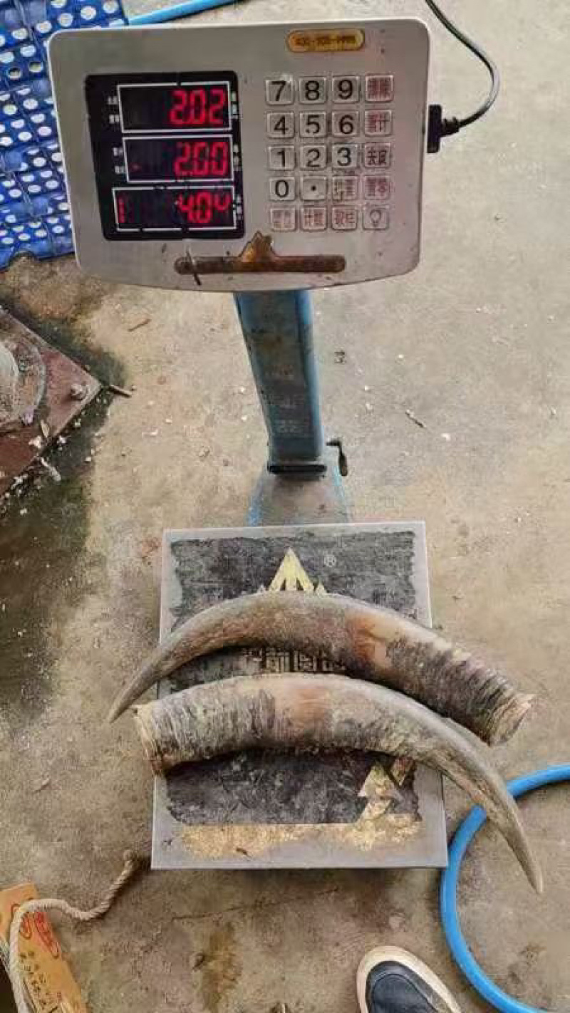 白水牛角黑水牛角对角单个2.5公斤以上无虫无氧化