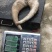 白水牛角黑水牛角对角单个2.5公斤以上无虫无氧化