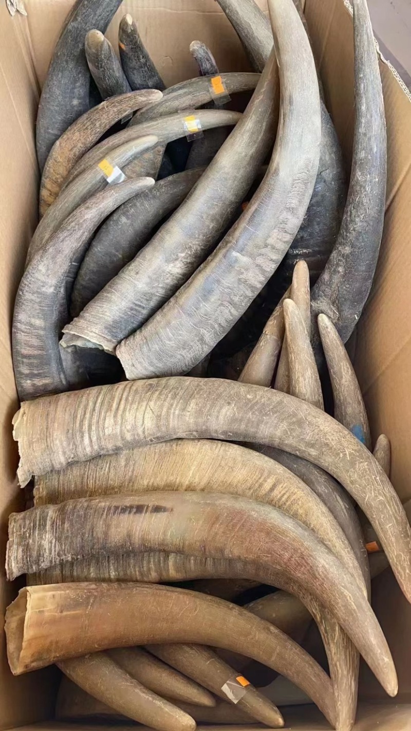 白水牛角黑水牛角对角单个2.5公斤以上无虫无氧化