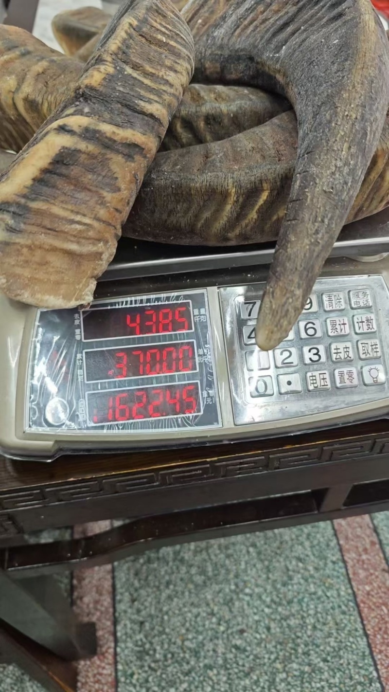 白水牛角黑水牛角对角单个2.5公斤以上无虫无氧化