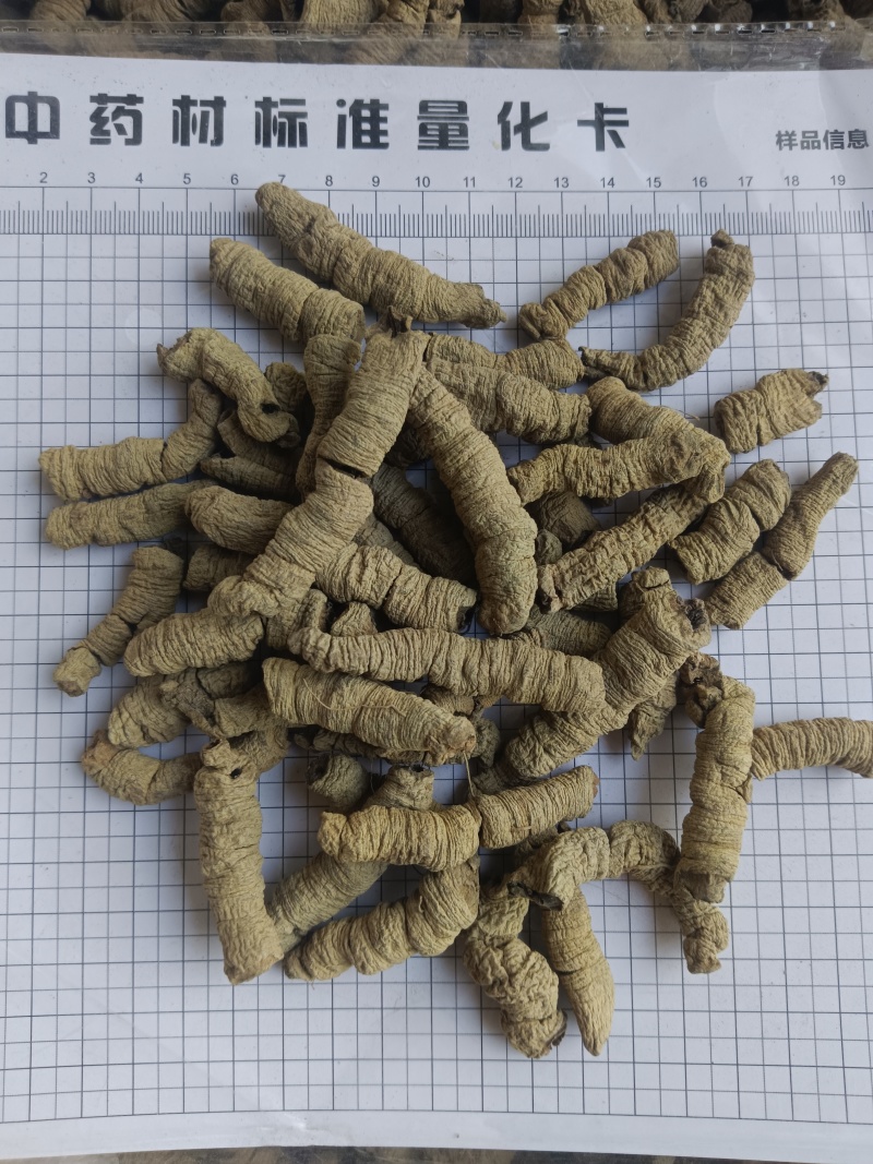 巴戟肉，巴戟天全抽芯实拍，现货，24小时内全国发货
