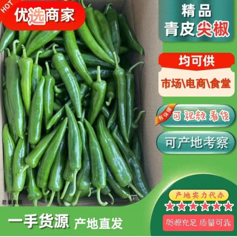 湛江雷州新苗青皮尖椒黄皮尖椒，大量上市全国发货货好