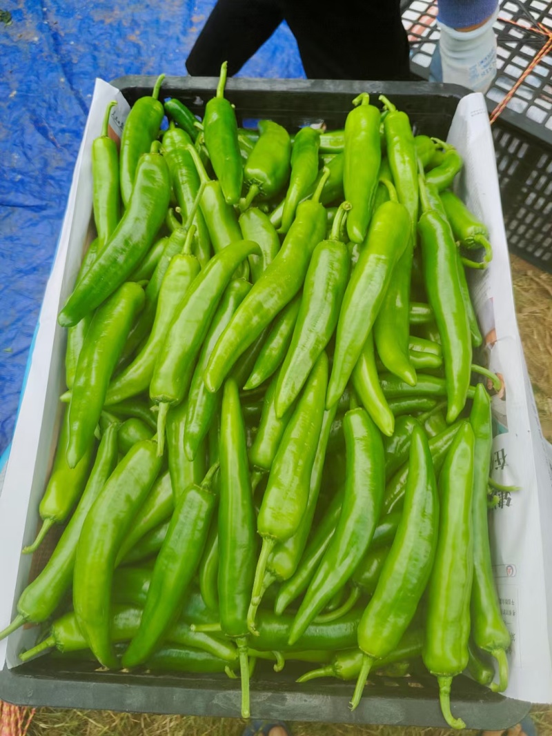 湛江雷州新苗青皮尖椒黄皮尖椒，大量上市全国发货货好