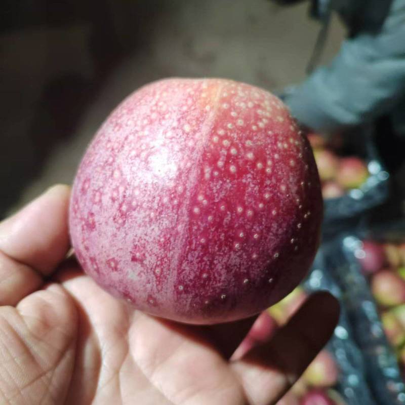 万荣高山秦冠，产地直发一手货源