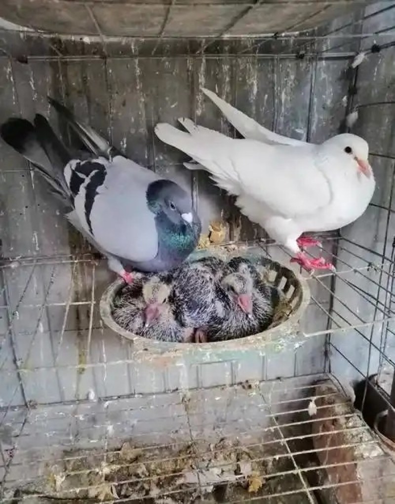 【牛商推荐】乳鸽肉生鲜预包装冻品乳鸽可对接商超全国可发货
