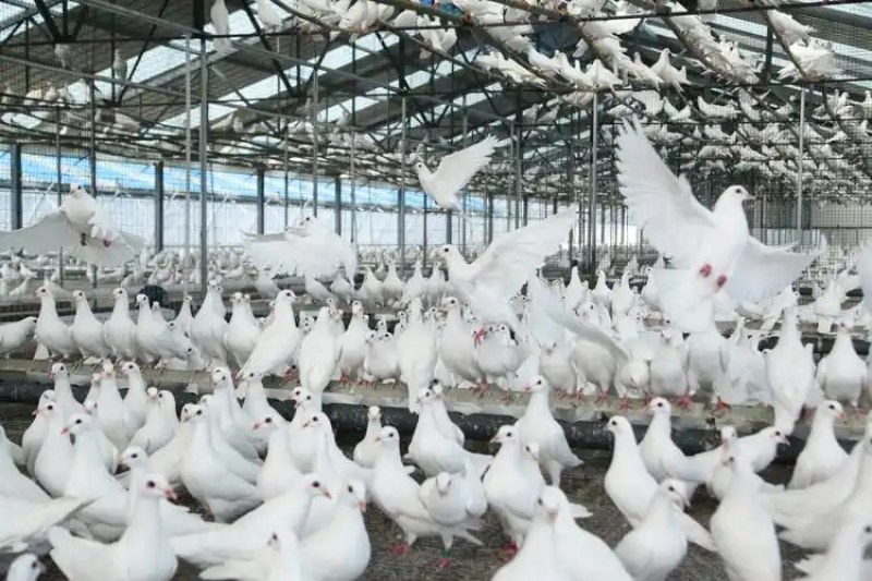 【牛商推荐】乳鸽肉生鲜预包装冻品乳鸽可对接商超全国可发货