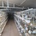【牛商推荐】乳鸽肉生鲜预包装冻品乳鸽可对接商超全国可发货
