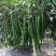 【荐】湛江鲜辣椒上市供应中，青皮尖椒牛角椒羊角椒产地直供
