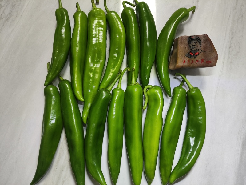 【荐】湛江鲜辣椒上市供应中，青皮尖椒牛角椒羊角椒产地直供