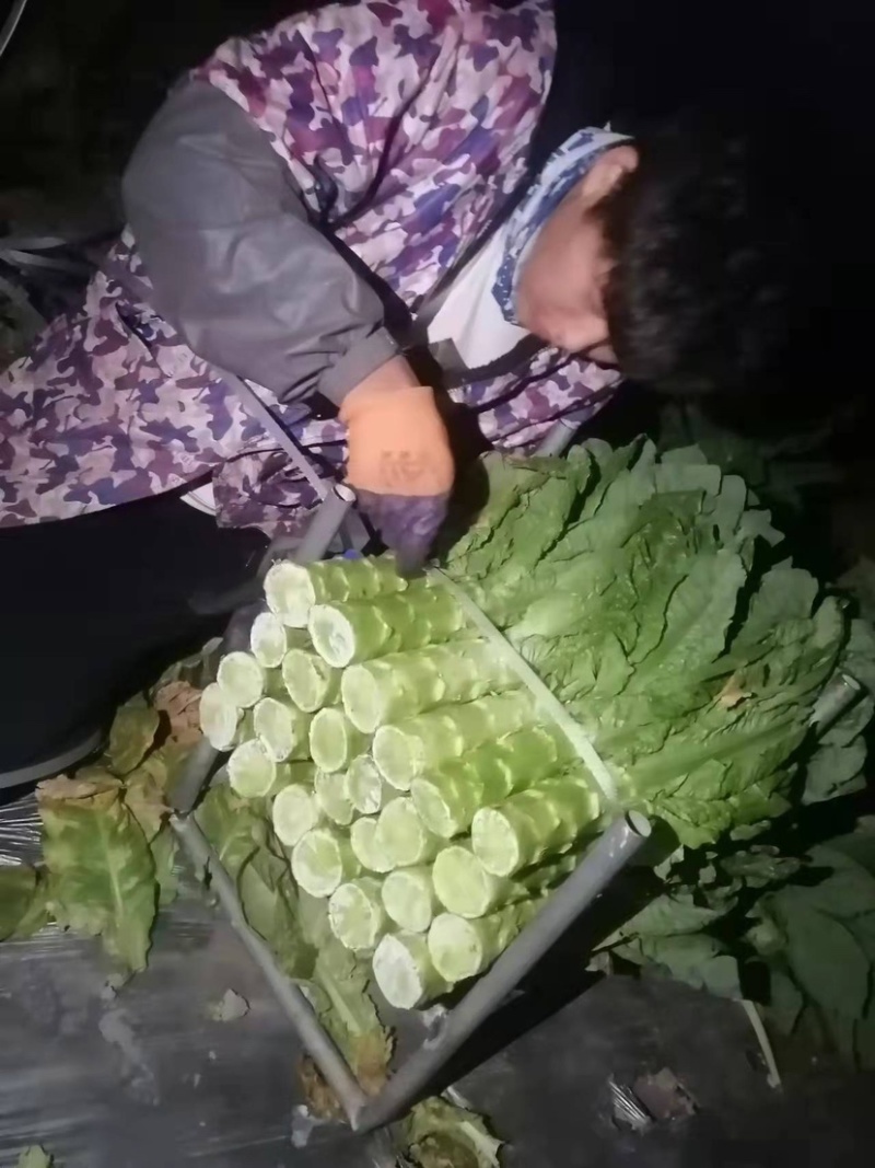 正宗三青皮莴笋
