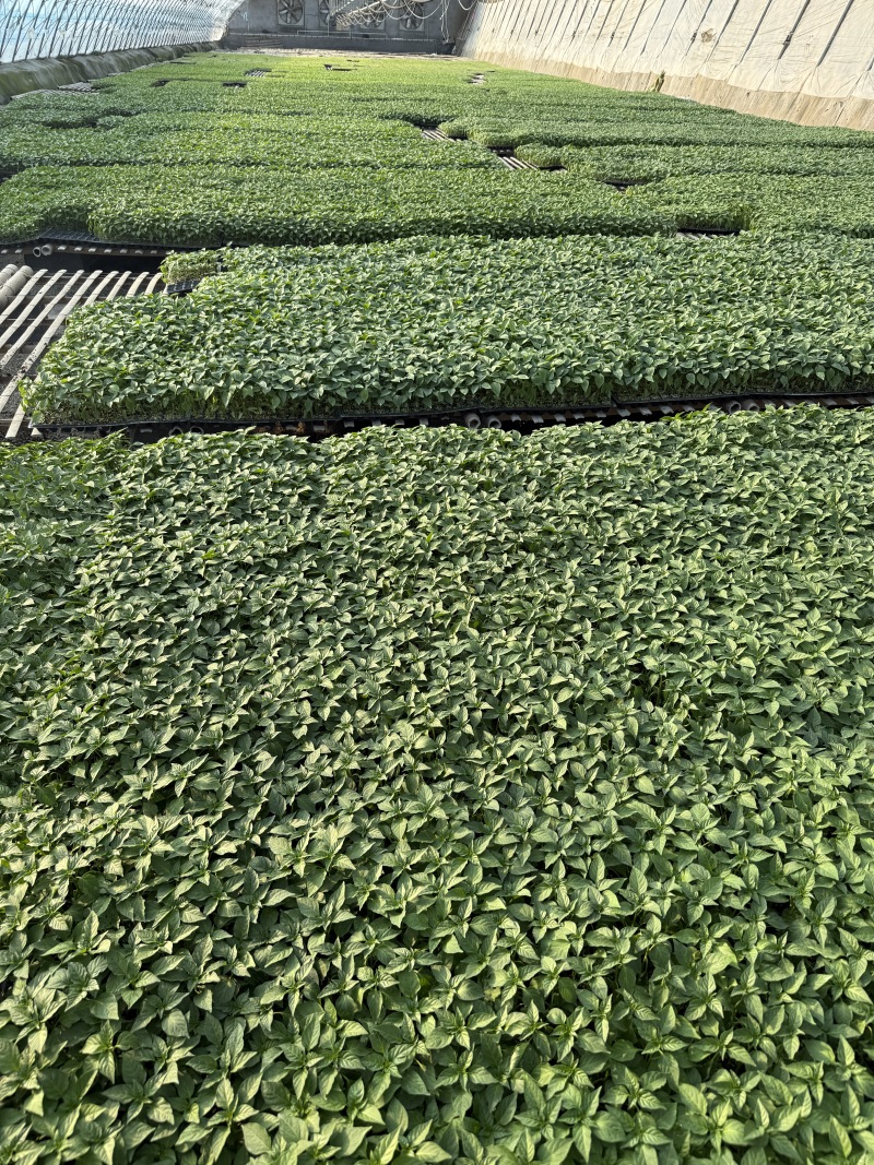 辣椒苗尖椒苗线椒苗太空椒苗螺丝椒苗菜椒苗方椒苗陇椒苗