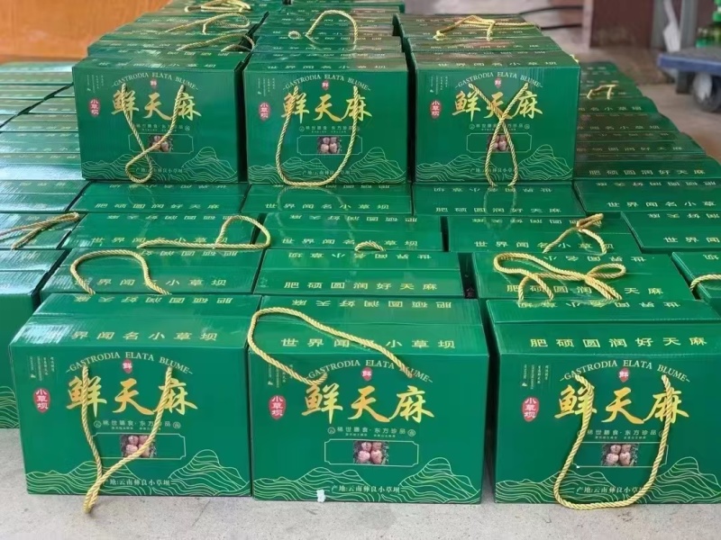 产地直发]甄选优质小草坝新鲜天麻诚信经营云南昭通直发