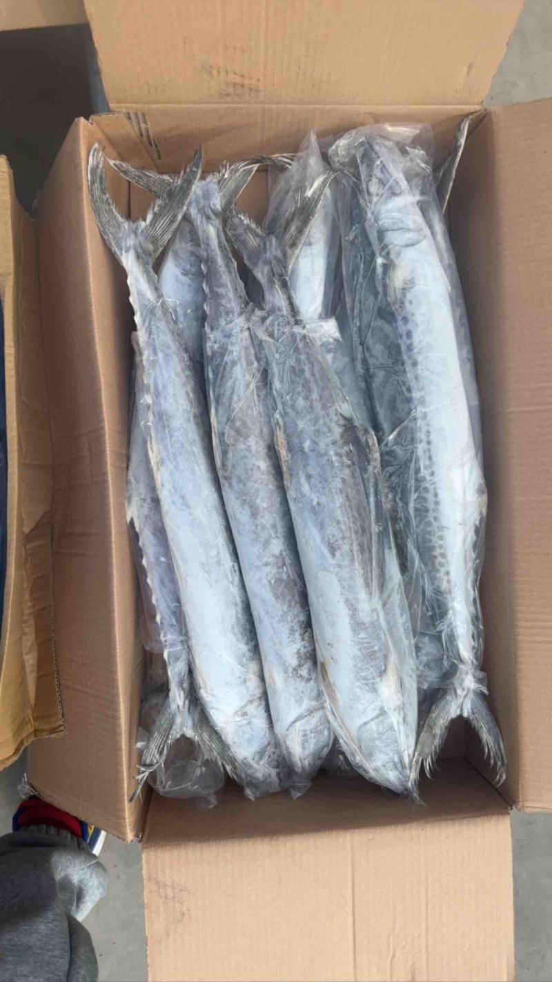 鲅鱼马跤各种鲅鱼各种规格，各种鲅鱼加工制品等等