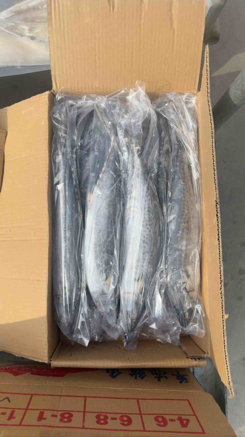 鲅鱼马跤各种鲅鱼各种规格，各种鲅鱼加工制品等等