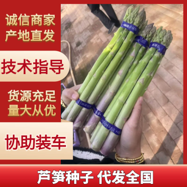 京绿3号F1芦笋种子商品性好品质优