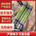 京绿3号F1芦笋种子商品性好品质优