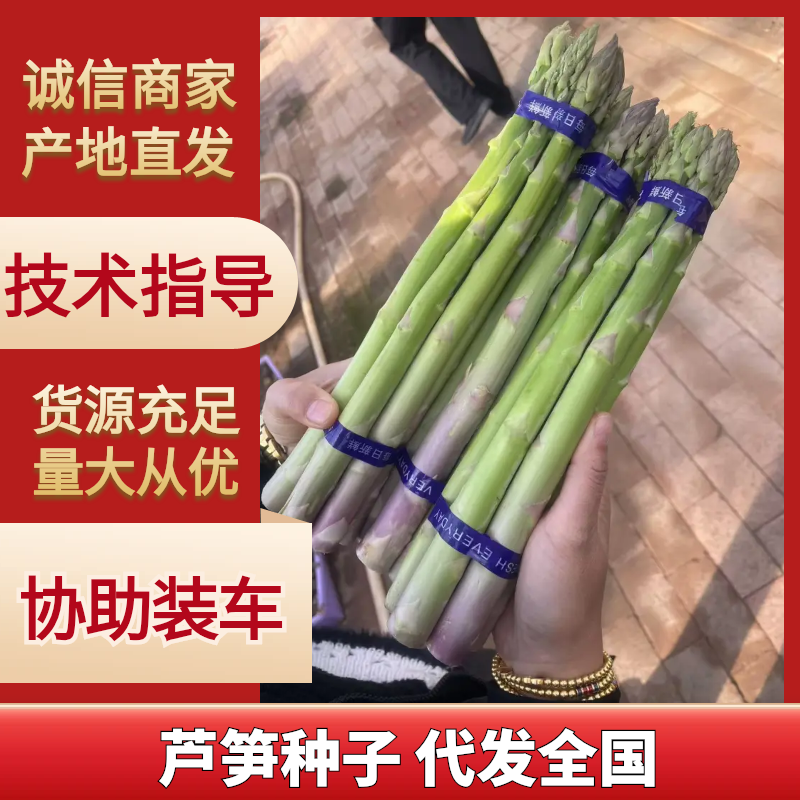 京绿3号F1芦笋种子商品性好品质优