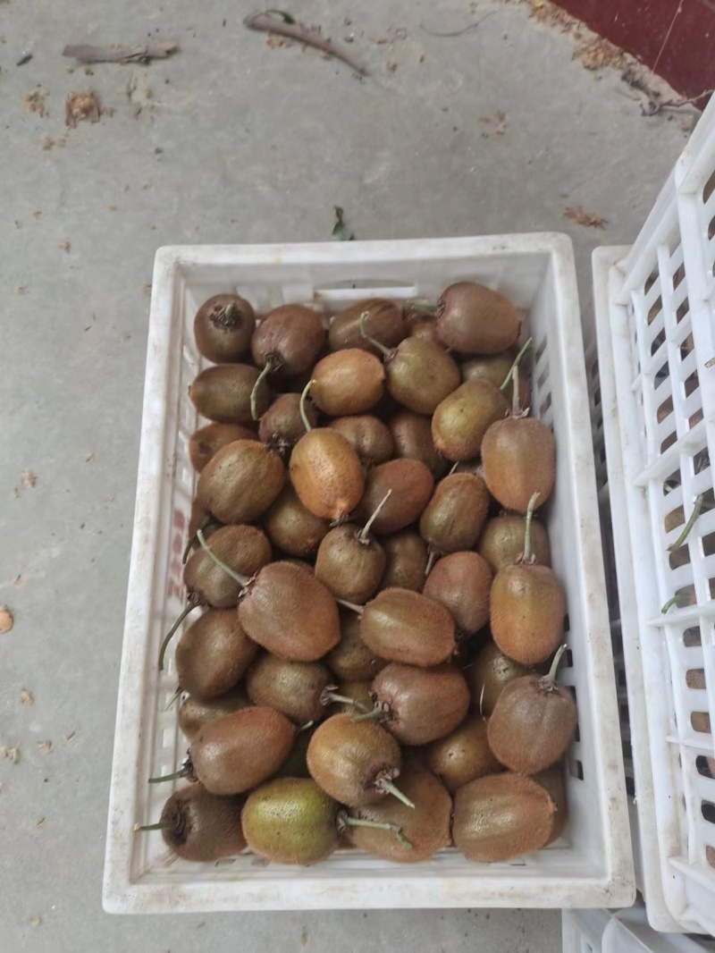 园货冷库货精品翠香猕猴桃产地一手货源，价格依大桃比例
