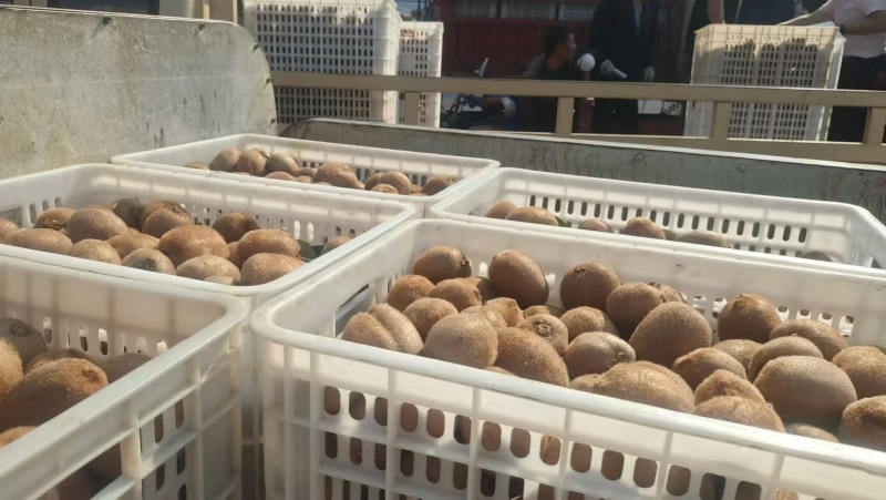 园货冷库货精品翠香猕猴桃产地一手货源，价格依大桃比例