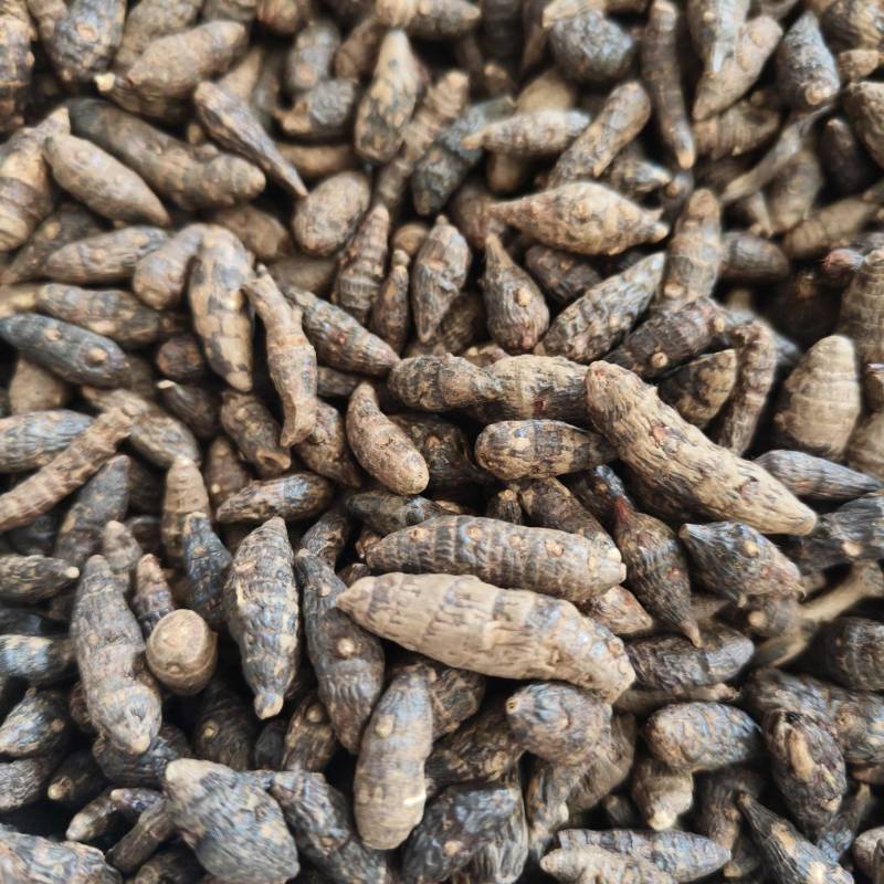 香附个生香附祥泰药材栈中药材批发零售实物拍摄量多从优