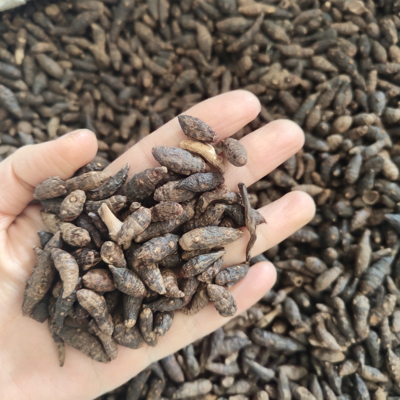香附个生香附祥泰药材栈中药材批发零售实物拍摄量多从优