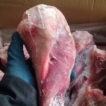 带腱小牛后腿骨