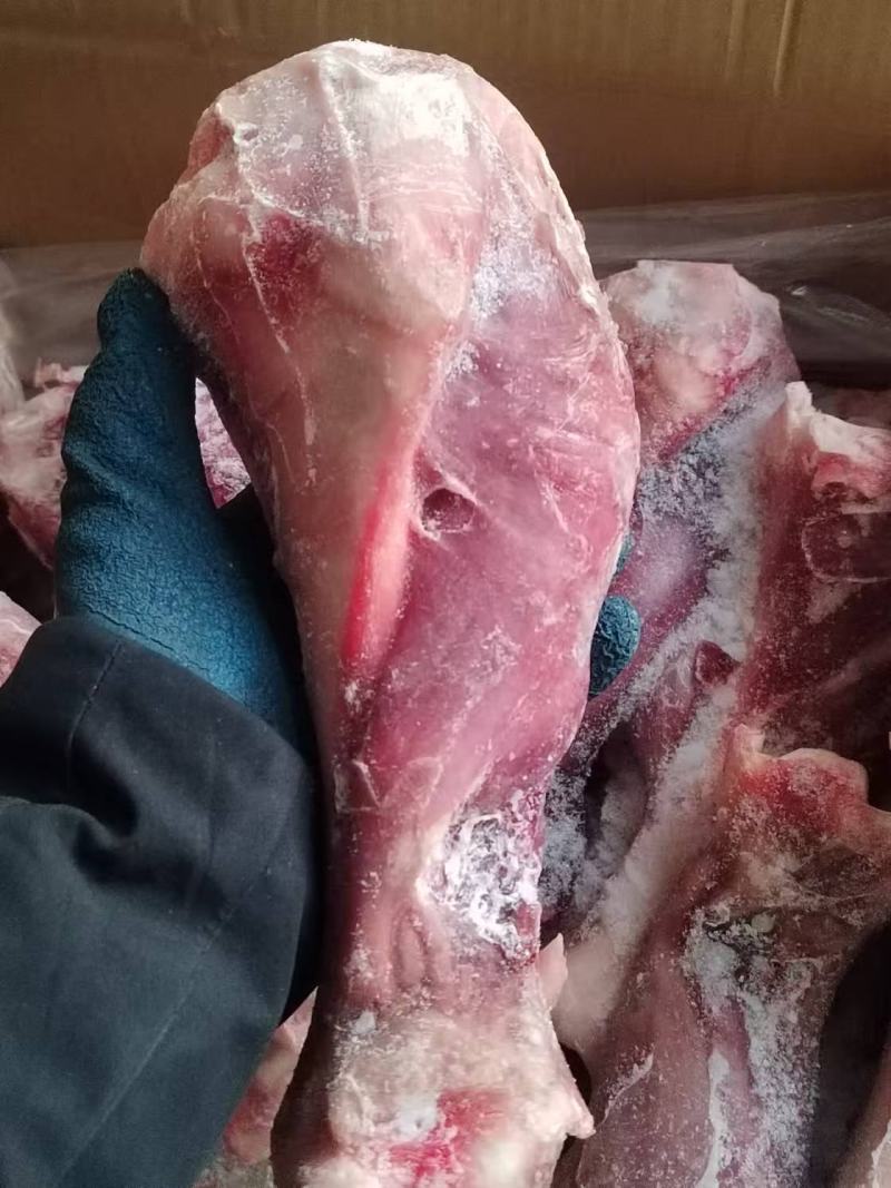 带腱小牛后腿骨