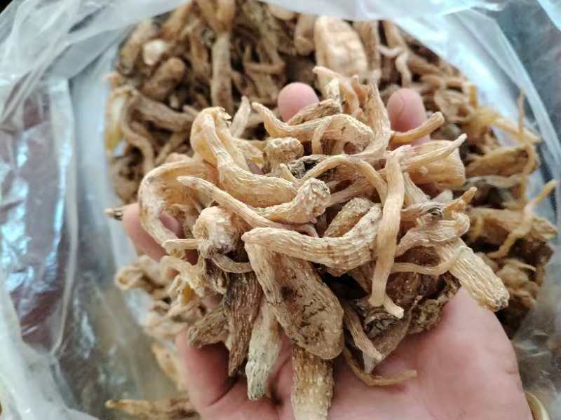 （推荐）天麻粉品质保证欢迎各地老板来电