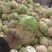 四川精品大头菜果圆不空心大量供应