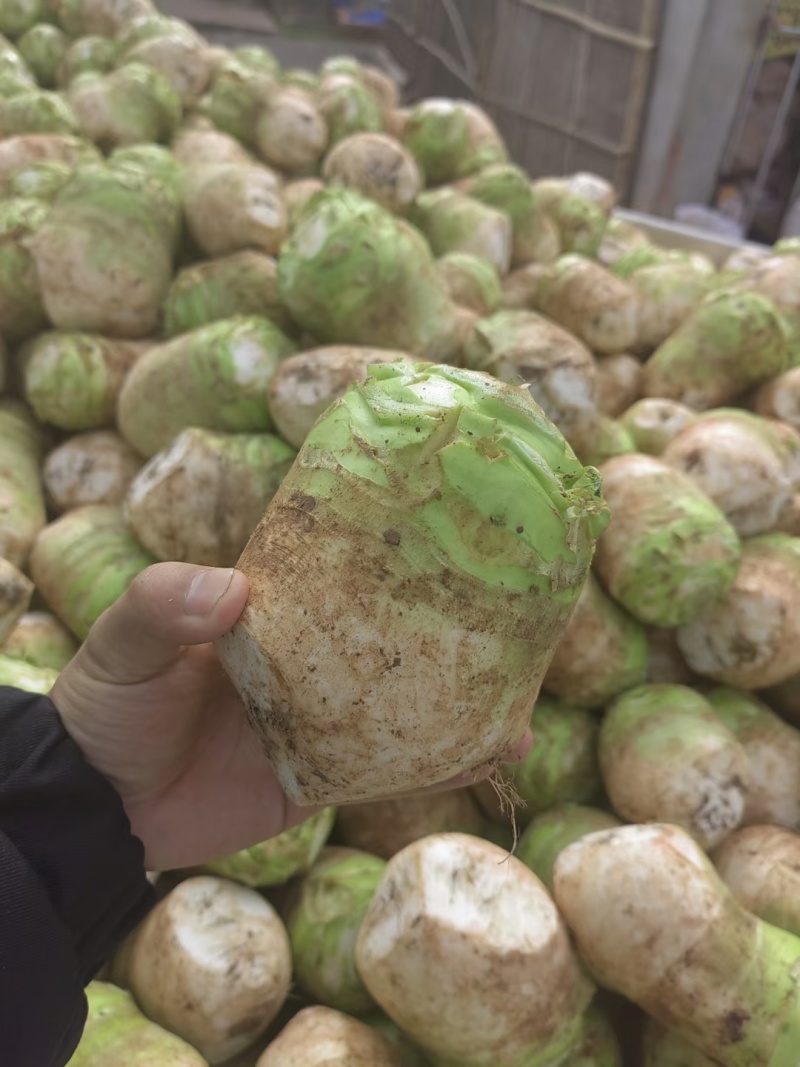 四川精品大头菜果圆不空心大量供应