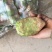 四川精品大头菜果圆不空心大量供应
