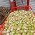 四川精品大头菜果圆不空心大量供应
