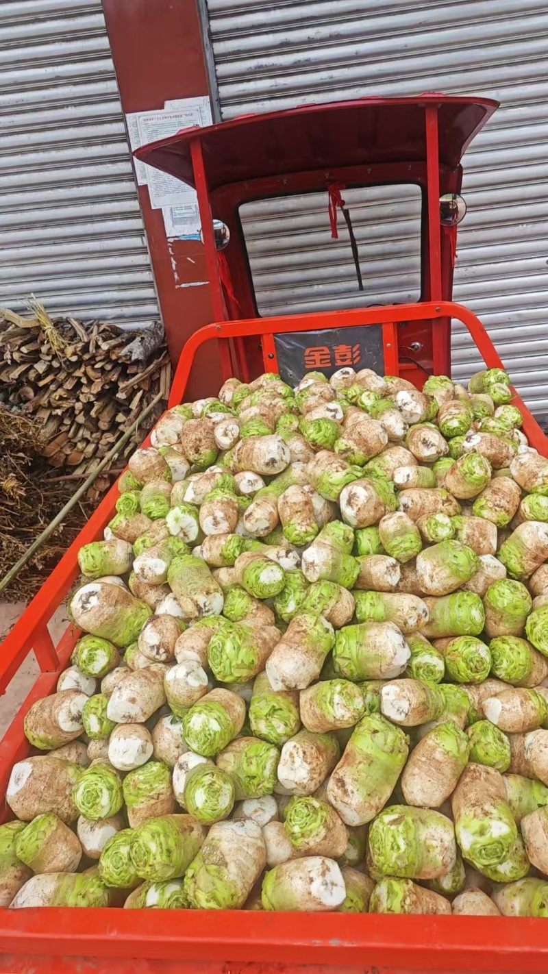 四川精品大头菜果圆不空心大量供应