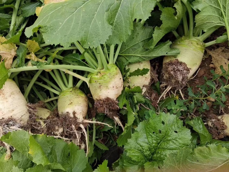 四川精品大头菜果圆不空心大量供应