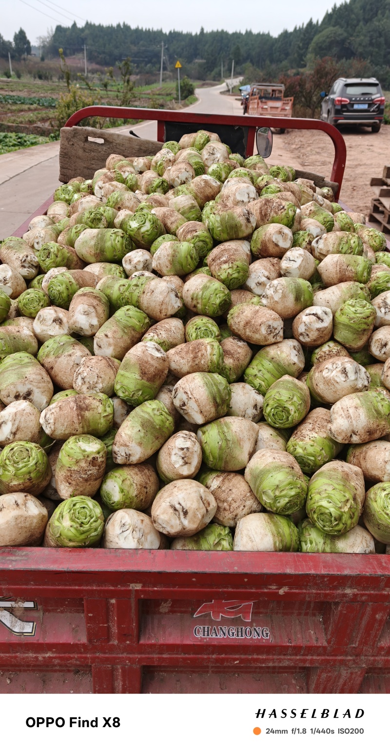 四川精品大头菜果圆不空心大量供应