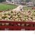四川精品大头菜果圆不空心大量供应